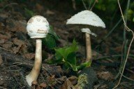 Про грибы - 2: зонтики
