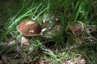 Солим грибочки, или Воспоминания о Лесе