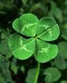 Shamrock