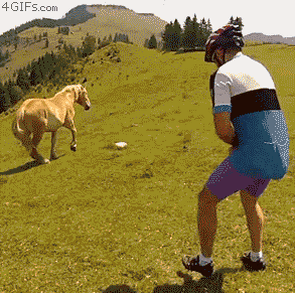 Horse-bites-bicyclist.gif