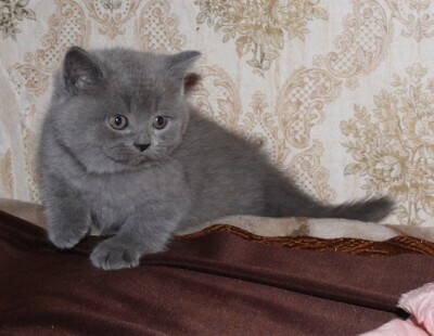 Британский котенок голубого окраса (мордочка).jpg