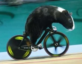 009_olimpics_animals.jpg