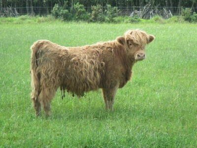 6 шотландская порода коров.jpg