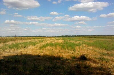 та самая стерня.jpg (403.95 КБ) Просмотров: 14238 та самая стерня.jpg