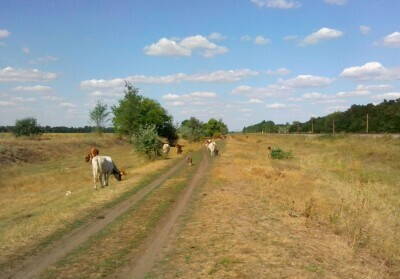 крупный рогатый скот.jpg (321.97 КБ) Просмотров: 14238 крупный рогатый скот.jpg
