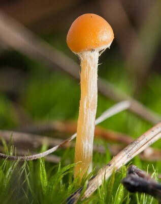 galerina_hypnorum_1.jpg