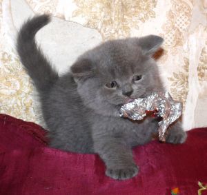 Голубой британский котенок играет с золотинкой 1.jpg