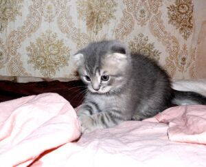 Шотландский вислоухий котенок окрасом мрамор на серебре (вискас) 1.jpg