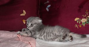 Шотландский вислоухий котик окрасом мрамор на серебре (вискас) лежит 1.jpg