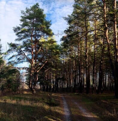 Borovo_90_hdr.jpg