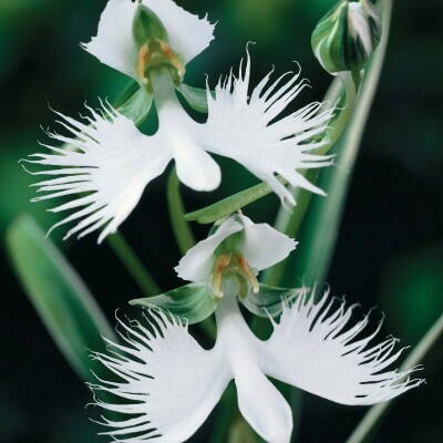 орхидея цапля.jpg