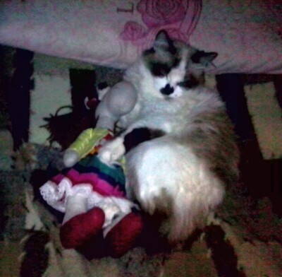 кошка с лошадкой.jpg