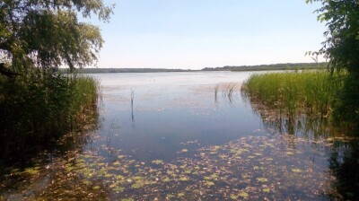 водяной орех у берега.jpg