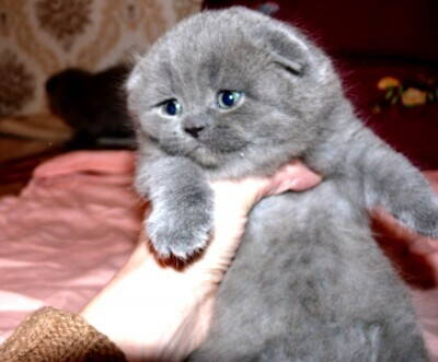 вислоухого голубого котёнка.jpg