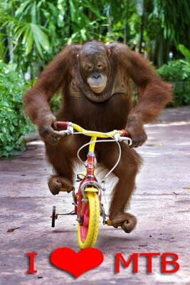 an-orangutan-monkey-riding-a-bike1.jpg