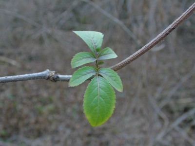 DSC04212.jpg