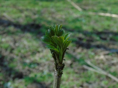 DSC05076_1.jpg
