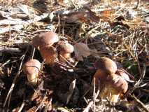 Picture 153784194