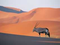 Oryx Antelope