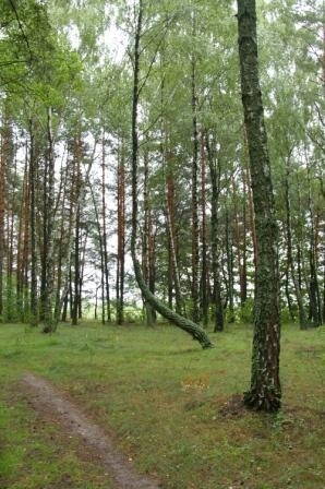 По реке снов и десне. image2. По реке снов и десне фото. По реке снов и десне-image2. картинка По реке снов и десне. картинка image2. Как-то мне довелось увидеть на одной из столичных художественных выставок довольно интересное, живописное полотно, с названием «Река снов». В буйствах красок и претензией на неординарность сюжета автор хотел выразить на полотне то, что ему пригрезилось во снах. Выглядело довольно интересно, даже пугающе. Осмотрев эту картину, я поймал себя на мысли что название работы говорит мне совершенно другое. Это же река Снов! Чудесная реальная река в Черниговской области. Чудесная хотя бы потому, что считается одной из самых экологически чистых рек Европы.
