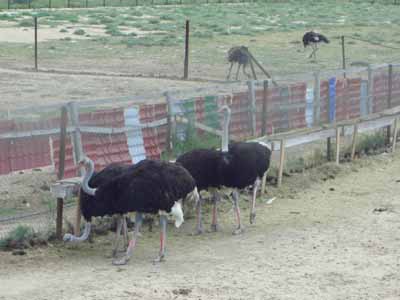 Отчет о поездке на страусиную ферму