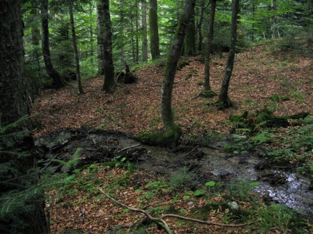 карпатский Лес