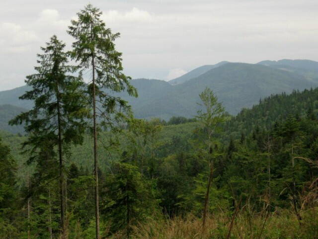 Старая вырубка
