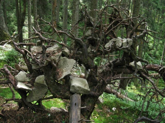 корень дерева