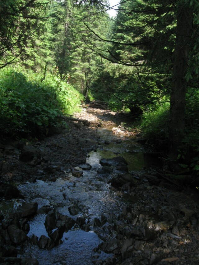 поток Дарьев