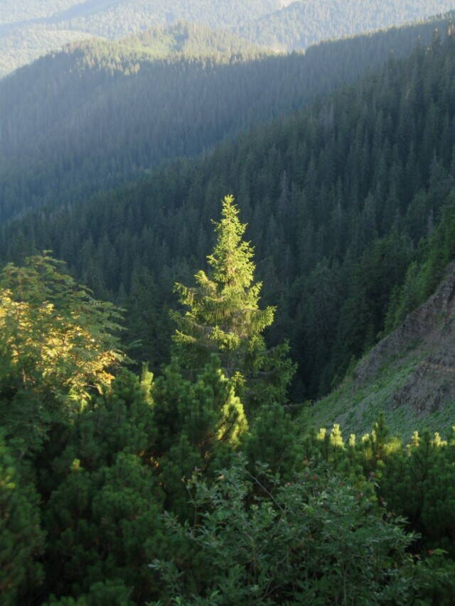 урочище Пекло