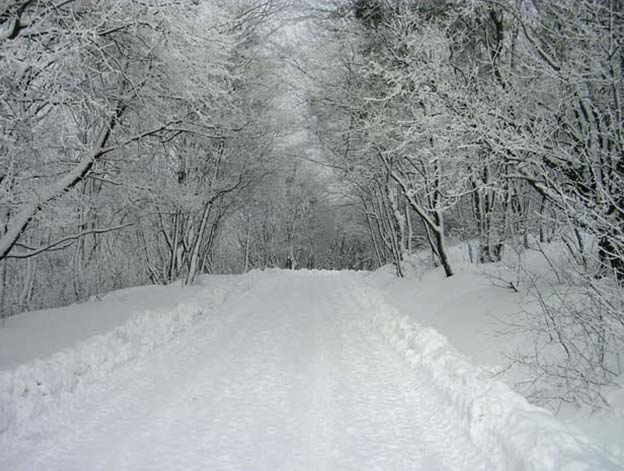 Дорога через зимний лес.