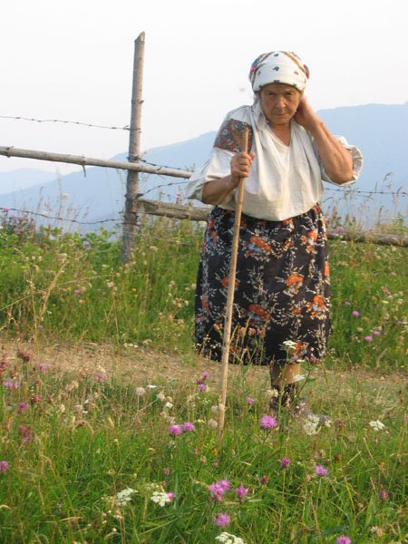 Автентична бабця