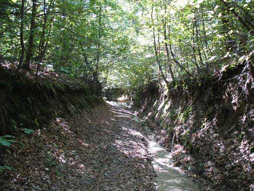 Короткая и очень старая лесная дорога в Верхний Салтов из Жовтневого