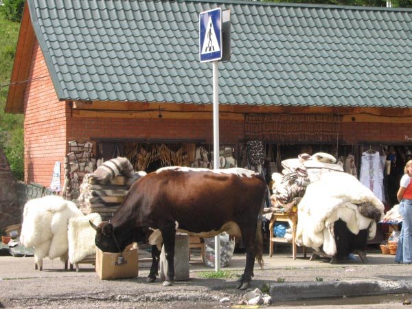 Яблунецький перевал. Священні корови