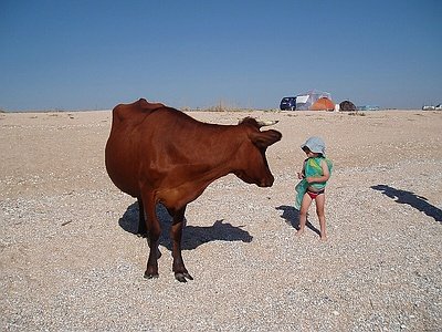 І дикі Арабатські корови