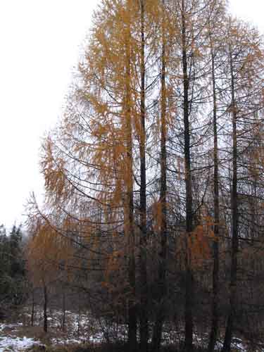 <i>Лисвенница.</i>