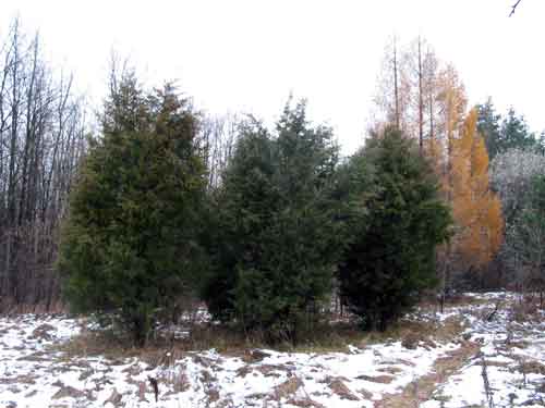 <i>Группа туй.</i>
