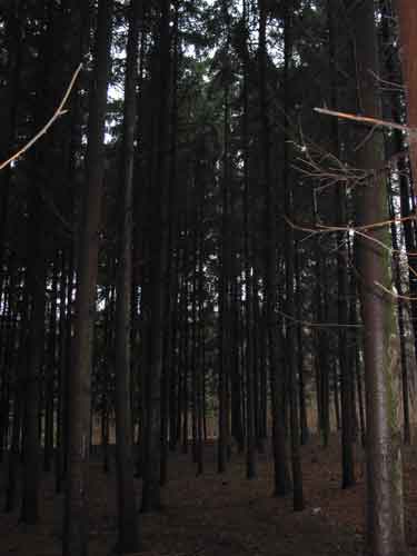 <i>Рощица елей.</i>