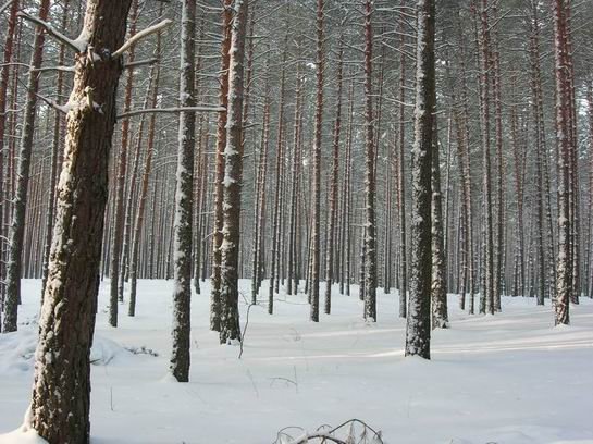 Зимний лес