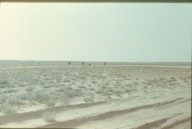 В мире животных