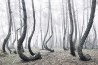 Удивительный лес с кривыми соснами в Польше