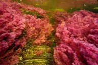 Каньо-Кристалес разноцветная река в Колумбии