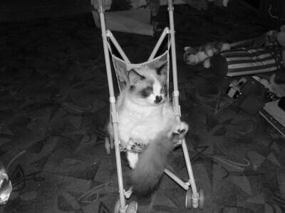кошка в коляске.jpg