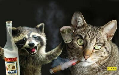 racoon_cat_650x410.jpg