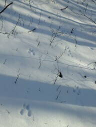 И снова следы, Буды, 23.02.2013