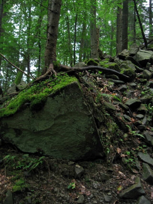 Карпатский лес