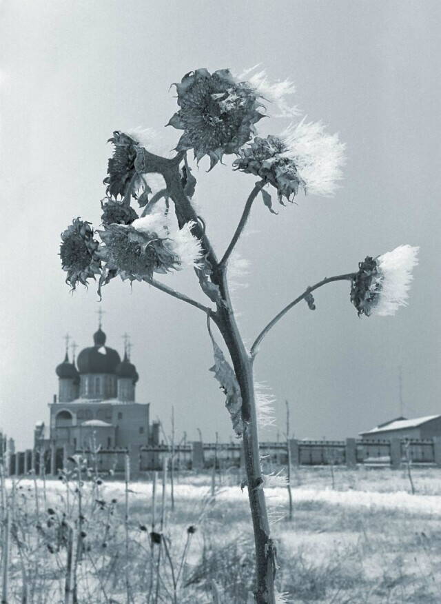 Можно ли есть иней