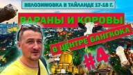 КОРОВЫ И ВАРАНЫ В ЦЕНТРЕ БАНГКОКА #4 ВЕЛОЗИМОВКА