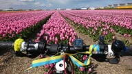 Нидерланды - страна велосипедов и тюльпанов