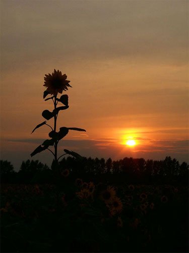 Doublesun